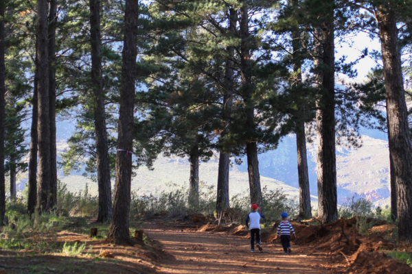 Inside-Outside: More Tips on Writing Conflict CANVA Boys lost in forest