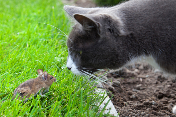 The Physics of Fantasy - Cat and Mouse CANVA